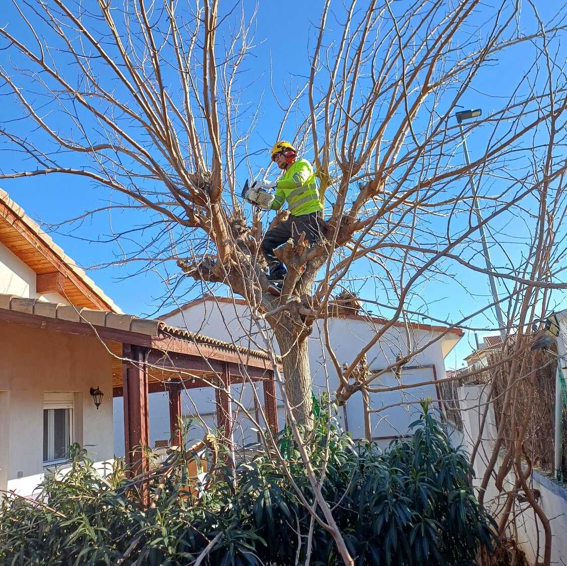Jardineria Noel trabajo en altura pda de ramas