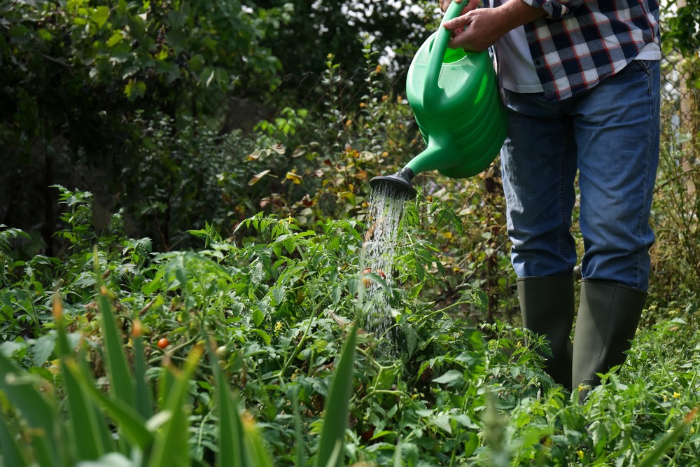 recorte jardinero riega plantas con regadera verde